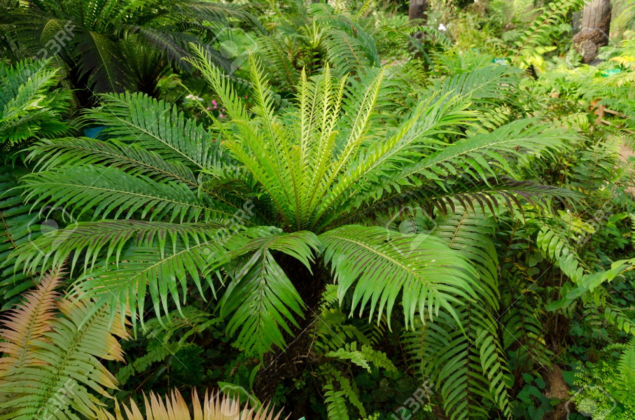 タイでシダの森の小人の木生シダ の写真素材 画像素材 Image
