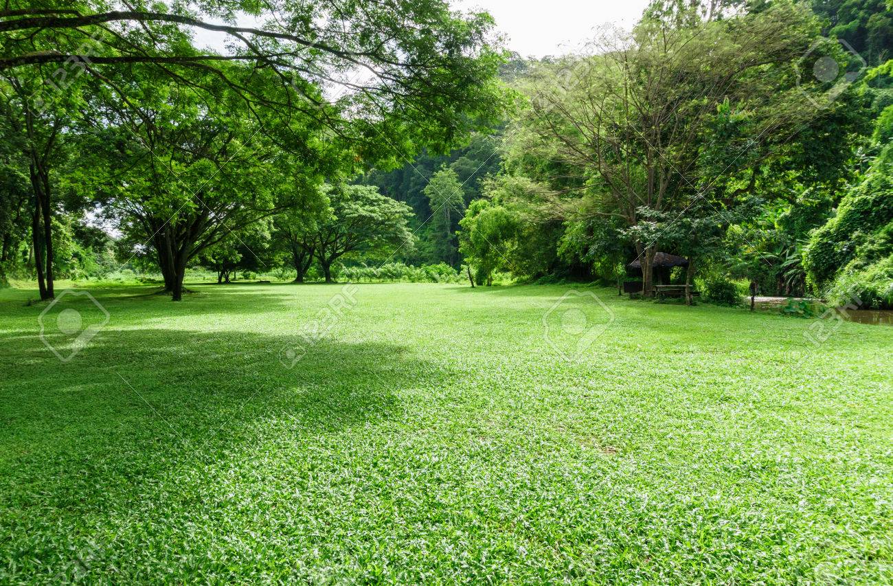 green lawn landscape with tree shadow in park - 69100050 green lawn landscape with tree shadow in park - 69100050