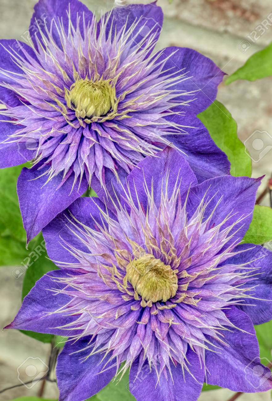 2 つの紫のクレマチスの花は春に咲きます の写真素材 画像素材 Image