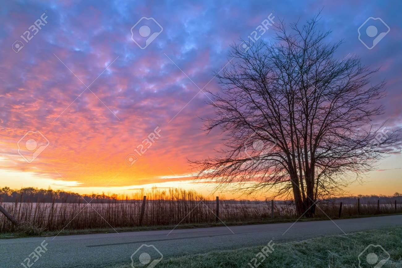 L'alba cielo su un campo coperto di gelo con una linea di alberi di pioppo  all'orizzonte. Cielo perlopiù chiaro con alcune macchie di tipo cirrus  nuvole. Campagna del Kent in Inghilterra. Inverno