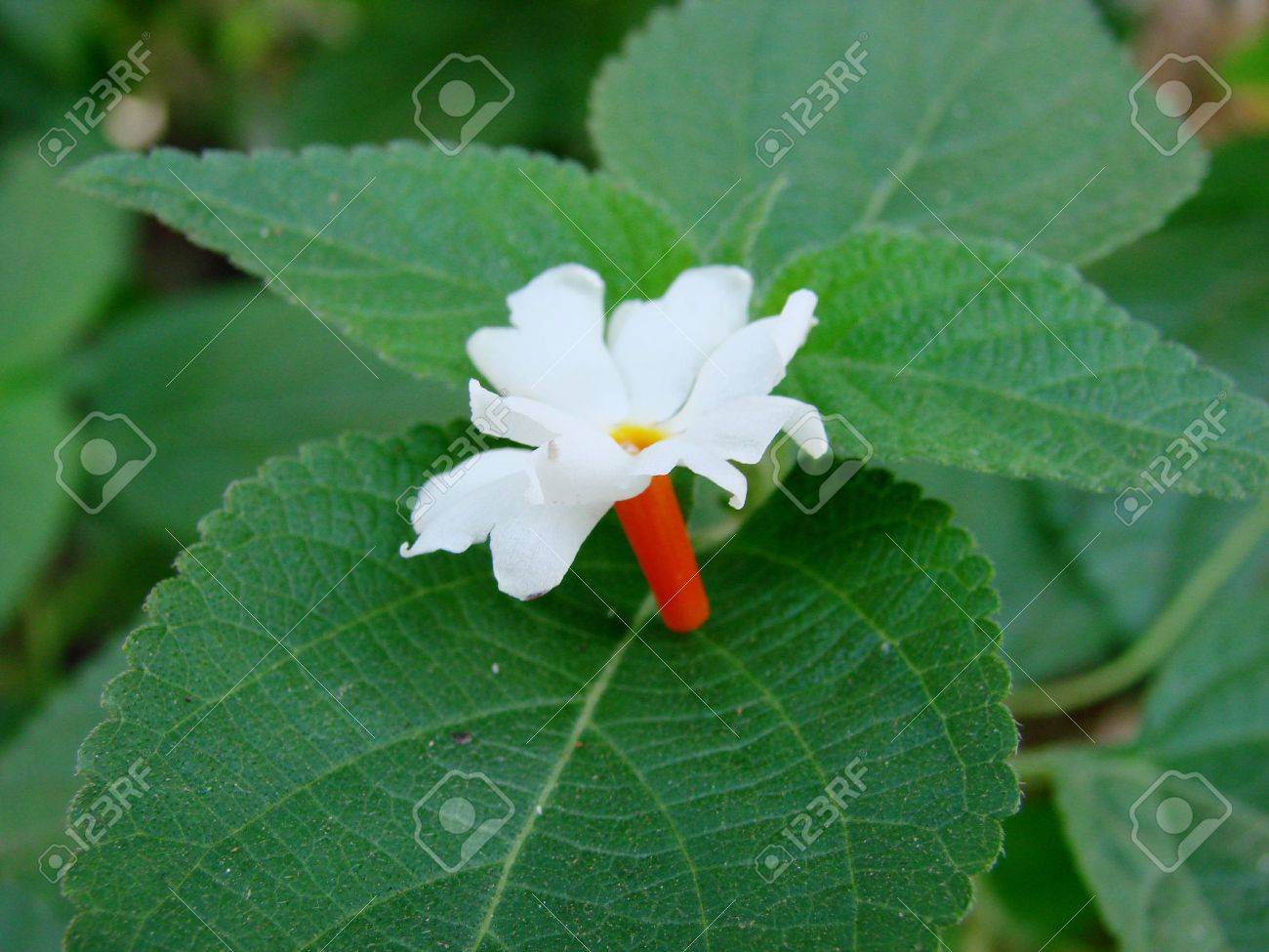 White Flower With Red Stem Stock Photo, Picture and Royalty Free Image.  Image 473715., image size:1300x975