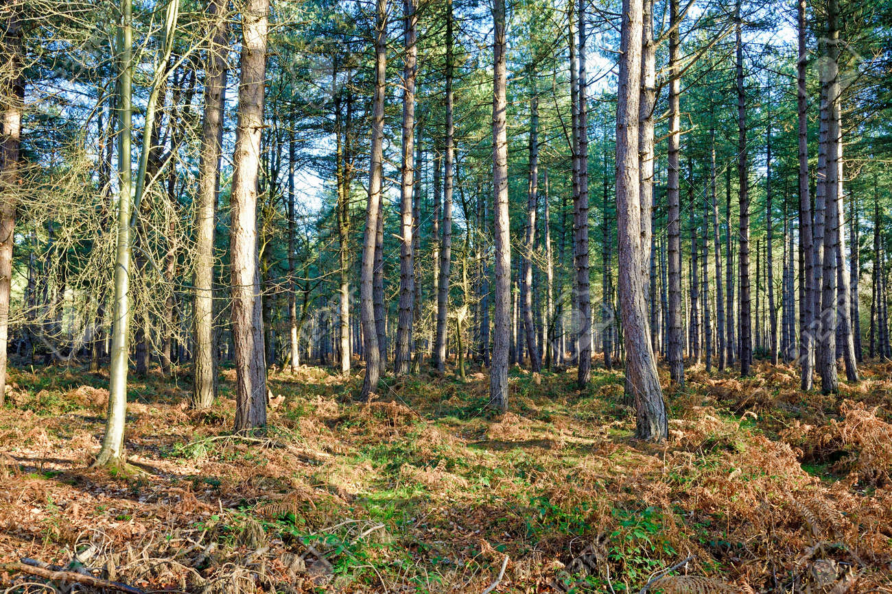 etiam-dictum-ipsum-a-felis