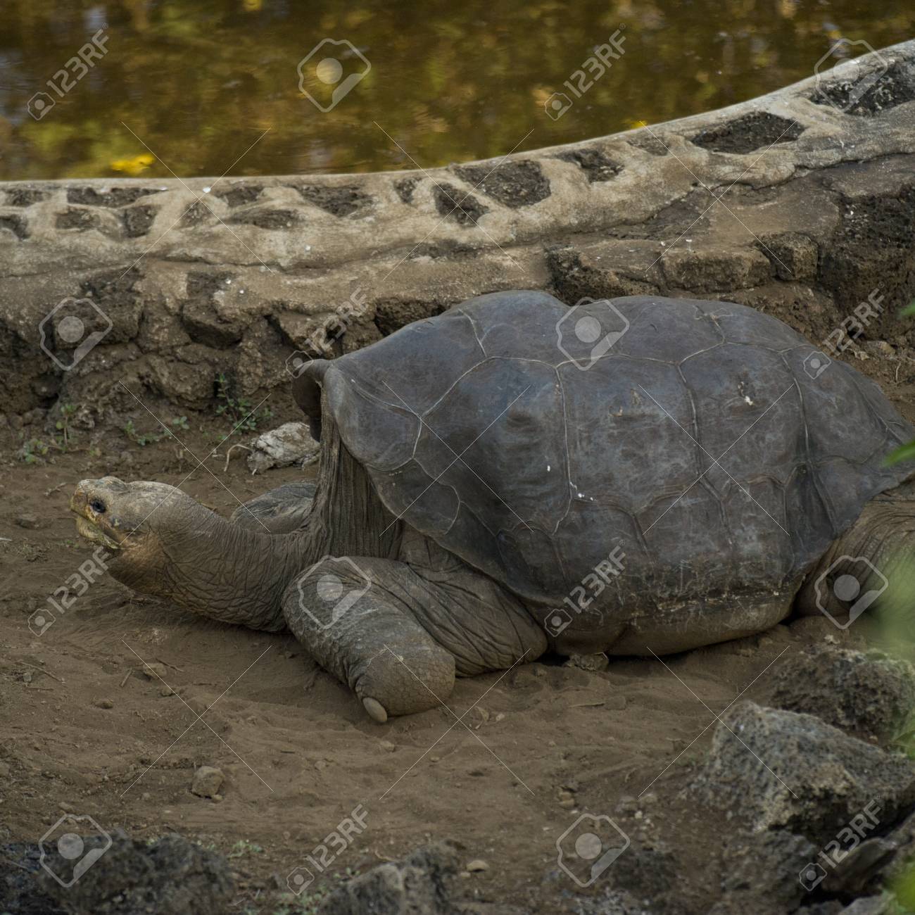 寂しいジョージ ゾウガメ チャールズ ダーウィン研究所 サンタ クルス島 ガラパゴス諸島 エクアドル の写真素材 画像素材 Image