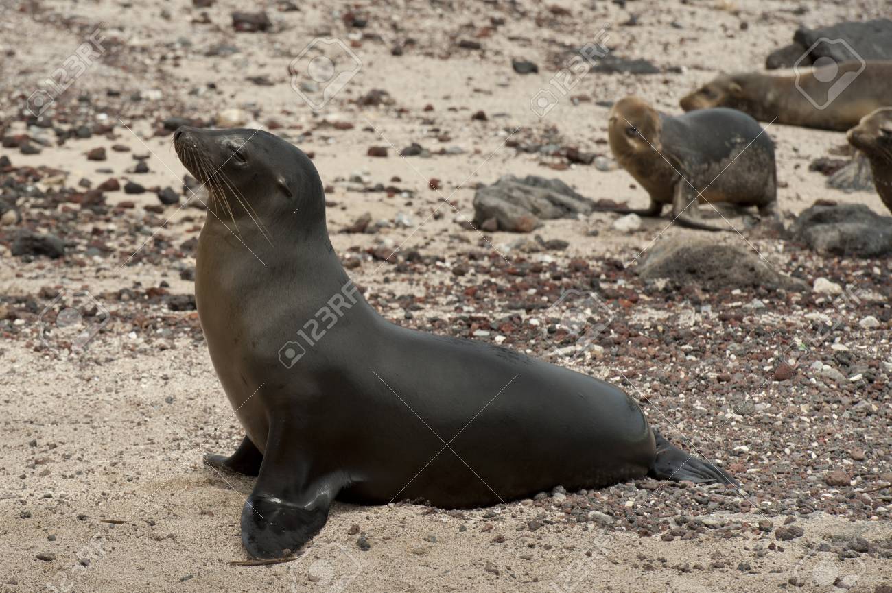 ガラパゴス アシカ アシカ米国 Wollebacki プエルト バケリソ モレノ サン クリストバル島 ガラパゴス諸島 エクアドル の写真素材 画像素材 Image