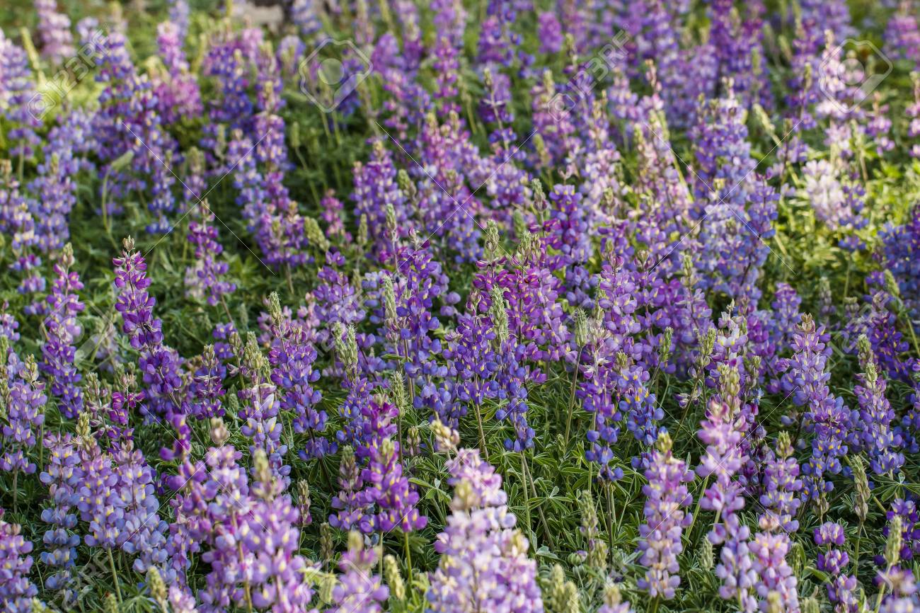 Lupine perennial - a beautiful and useful plant 5 Lupine perennial - a beautiful and useful plant 78