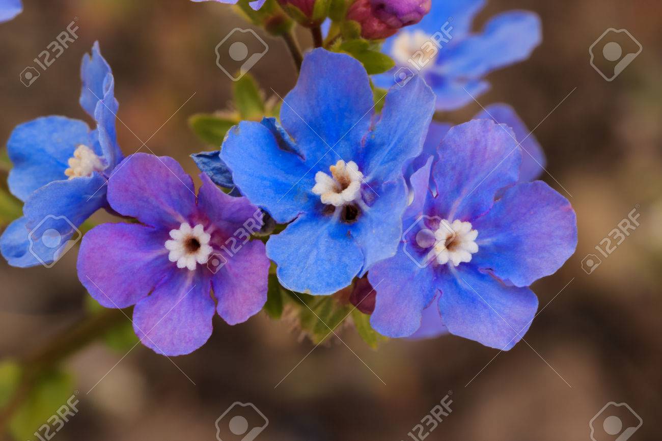 忘れな草家族で鮮やかな青と紫野の花 Stickseed として知られています の写真素材 画像素材 Image