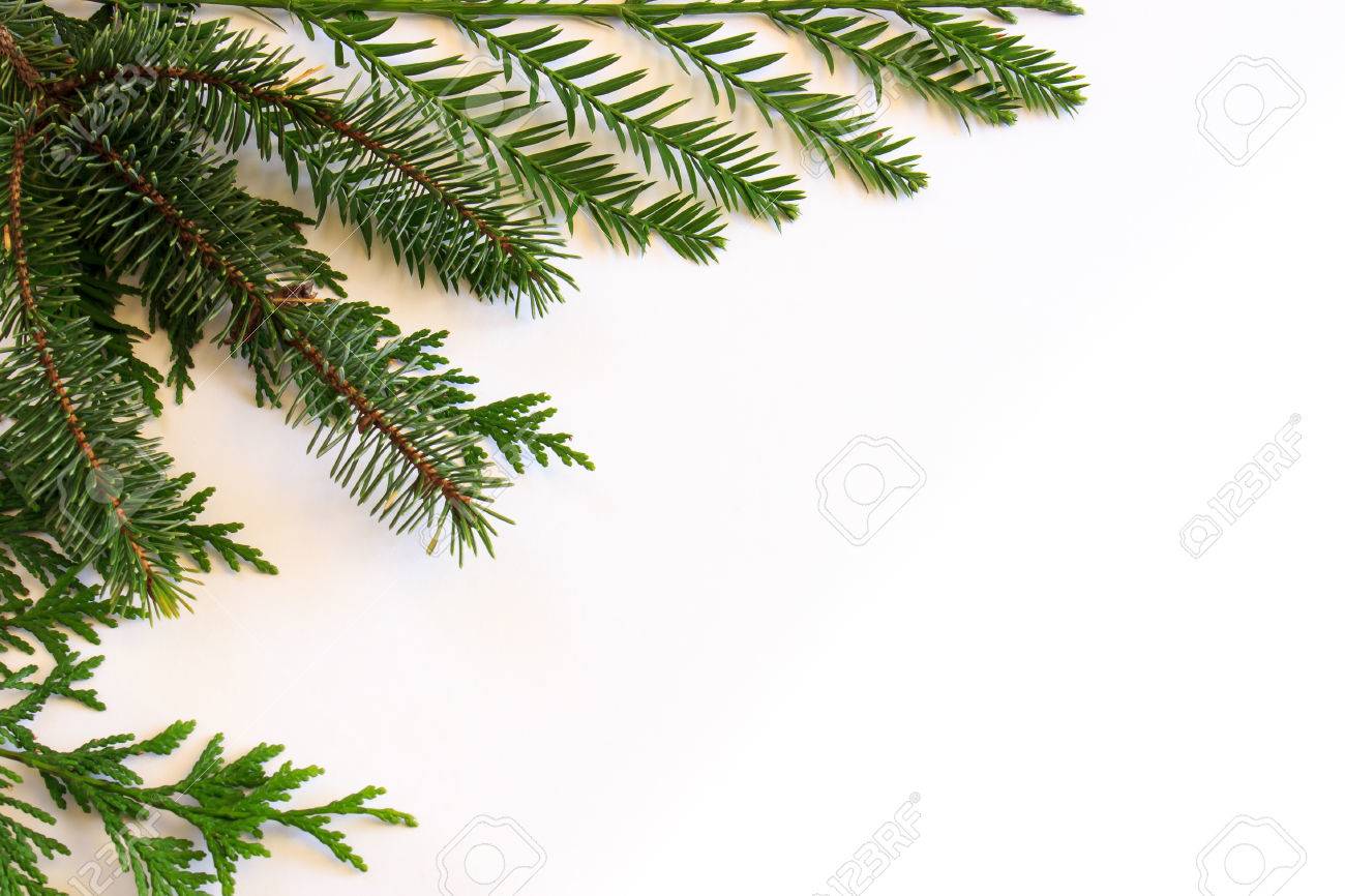 海岸レッドウッド セコイア Sempervirens シトカ スプルース トウヒ Sitchensis インセンスシダー Calocedrus ミモサ と常緑針葉樹テンプレート の写真素材 画像素材 Image 海岸レッドウッド セコイア Sempervirens シトカ スプルース トウヒ Sitchensis インセンスシダー Calocedrus ミモサ と常緑針葉樹テンプレート の写真素材 画像素材 Image