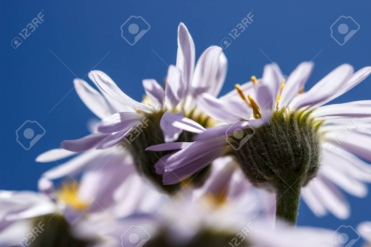 花びらを通して輝く光と紫ヒメジョオン 性 花の下側のクローズ アップ の写真素材 画像素材 Image