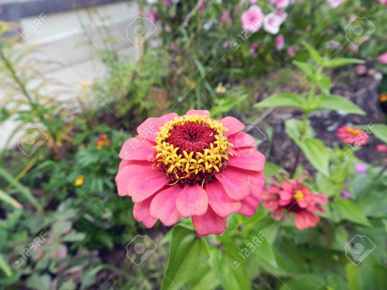 Belle Belle Fleur Dans Une Bonne Journée