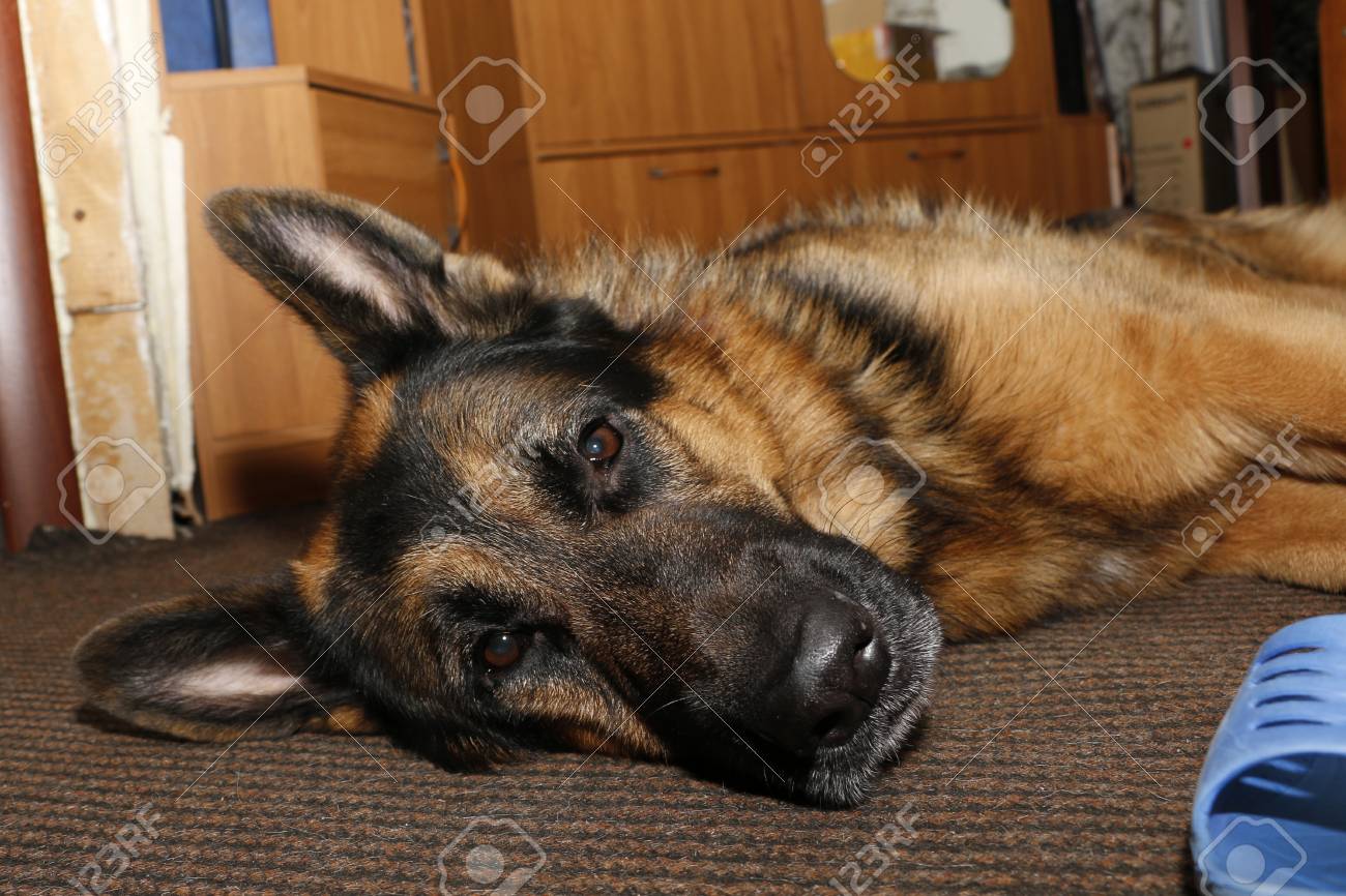 really big german shepherd