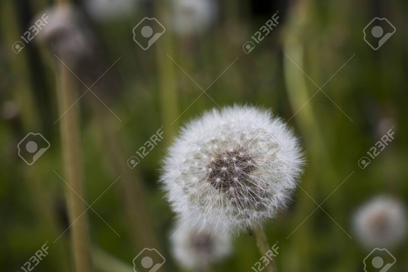 Fleur De Pissenlit Dans Une Belle Journee D Ete Banque D Images Et Photos Libres De Droits Image