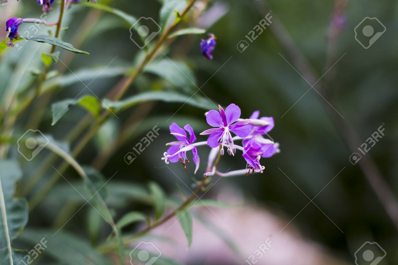 Belle Belle Fleur Dans Une Bonne Journée