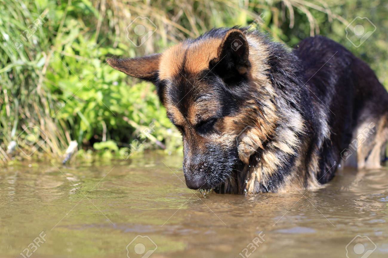 german shepherd fish