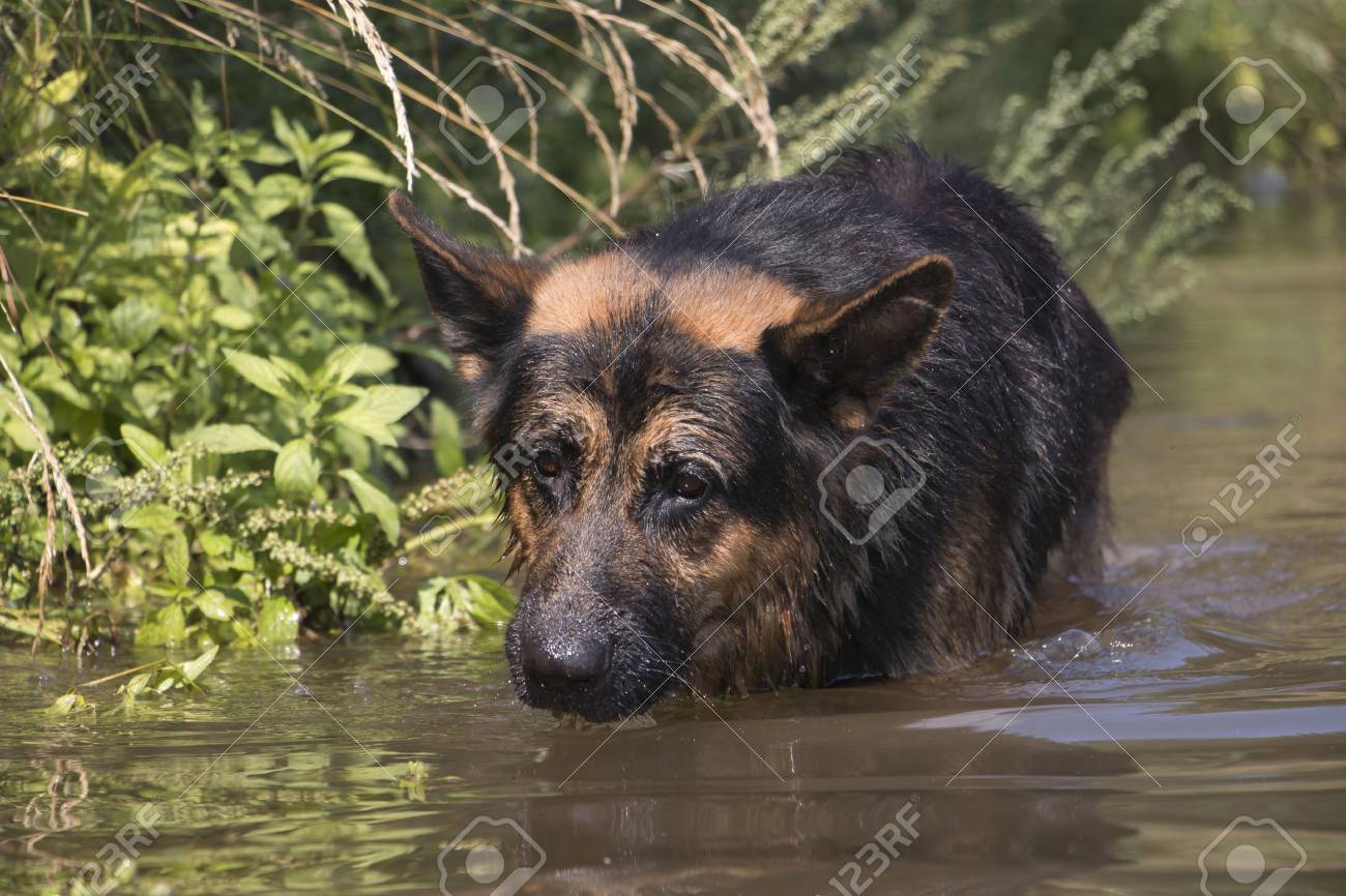 german shepherd fish