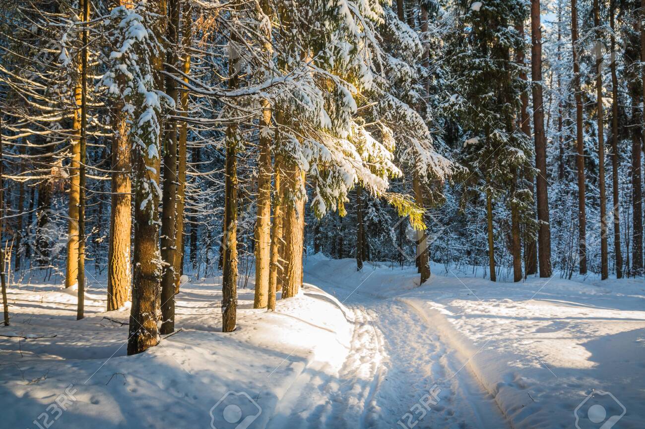 Beautiful Winter Scenery With Forest Full Of Trees Covered Snow. Russia In  A Cold Day Stock Photo, Picture and Royalty Free Image. Image 141793663., image size:1300x866