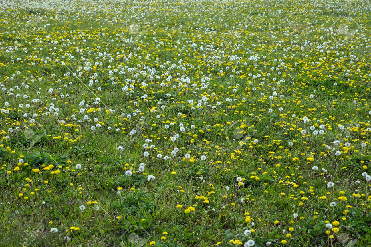 Prato Di Fiori Selvatici Nell\'erba Verde Foto Royalty Free, Immagini ... Prato Di Fiori Selvatici Nell\'erba Verde Foto Royalty Free, Immagini ...