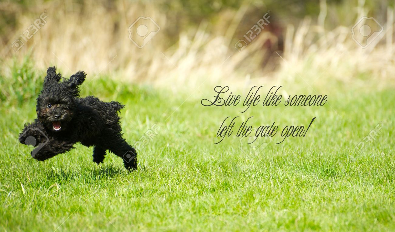 Salutation Humoristique Ou Modele De Carte D Anniversaire Avec Un Chiot Caniche Toy Heureux Batifoler Et Le Texte Live Vie Comme Quelqu Un A Laisse La Porte Ouverte Banque D Images Et Photos Libres De Droits