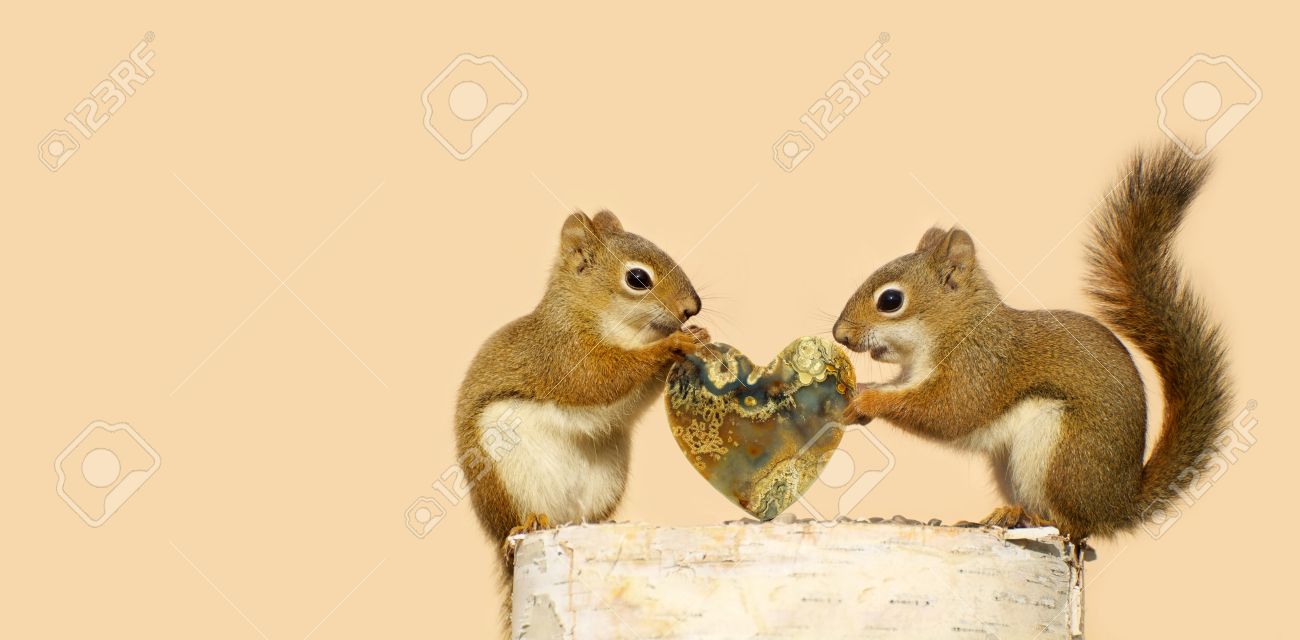 特別な心の女性を与えるオスとリスの形のバレンタインの S 日のための石 の写真素材 画像素材 Image 1778