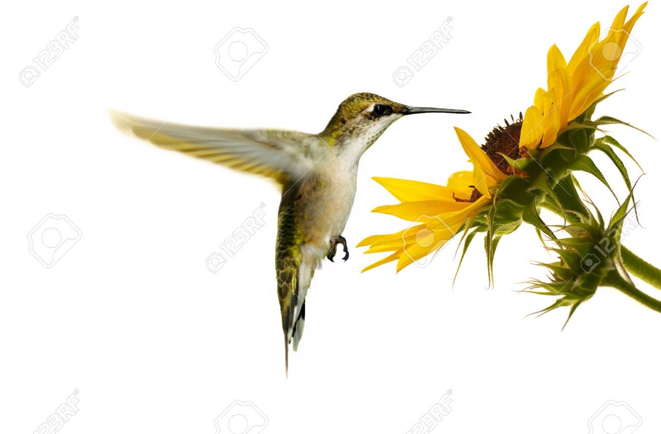 Ruby Gorge Rubis Femelle En Vol Stationnaire à Un Tournesol Isolé Sur Blanc
