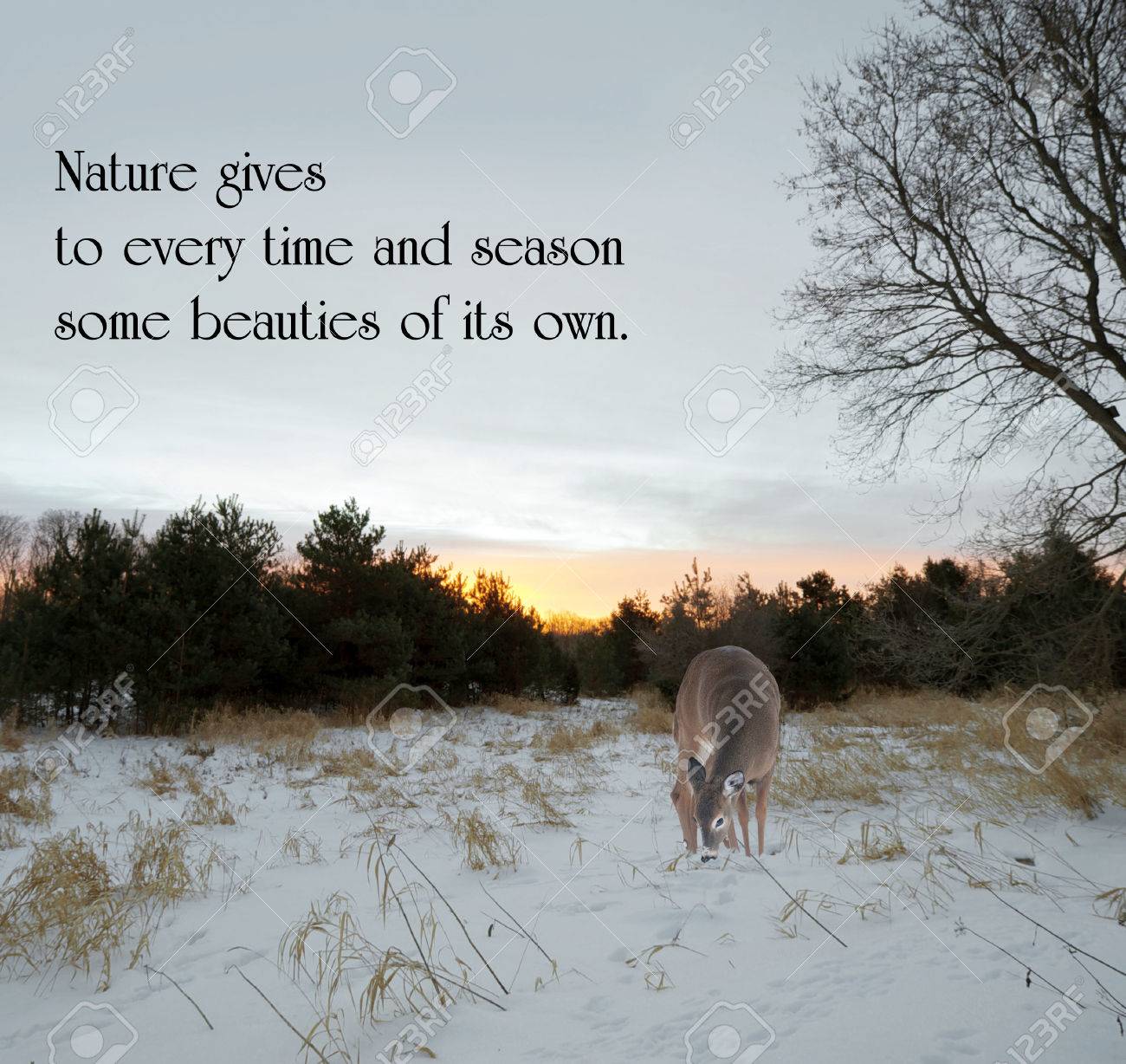 Inspirational quote on nature, with a lone doe looking for food ... Looking for inspirational images