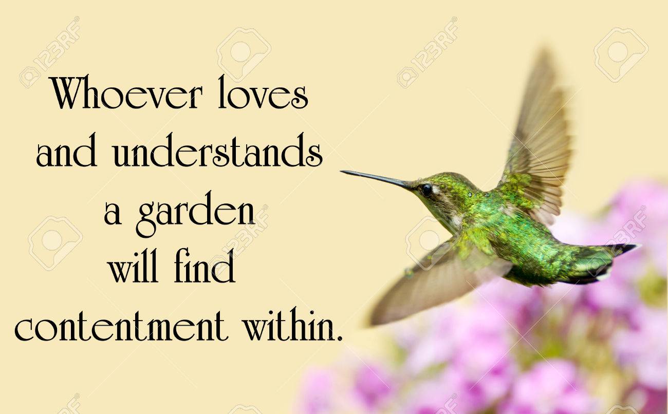 Citation Sur La Nature D Un Beau Rubis Colibri A Gorge En Mouvement Dans Le Jardin Banque D Images Et Photos Libres De Droits Image