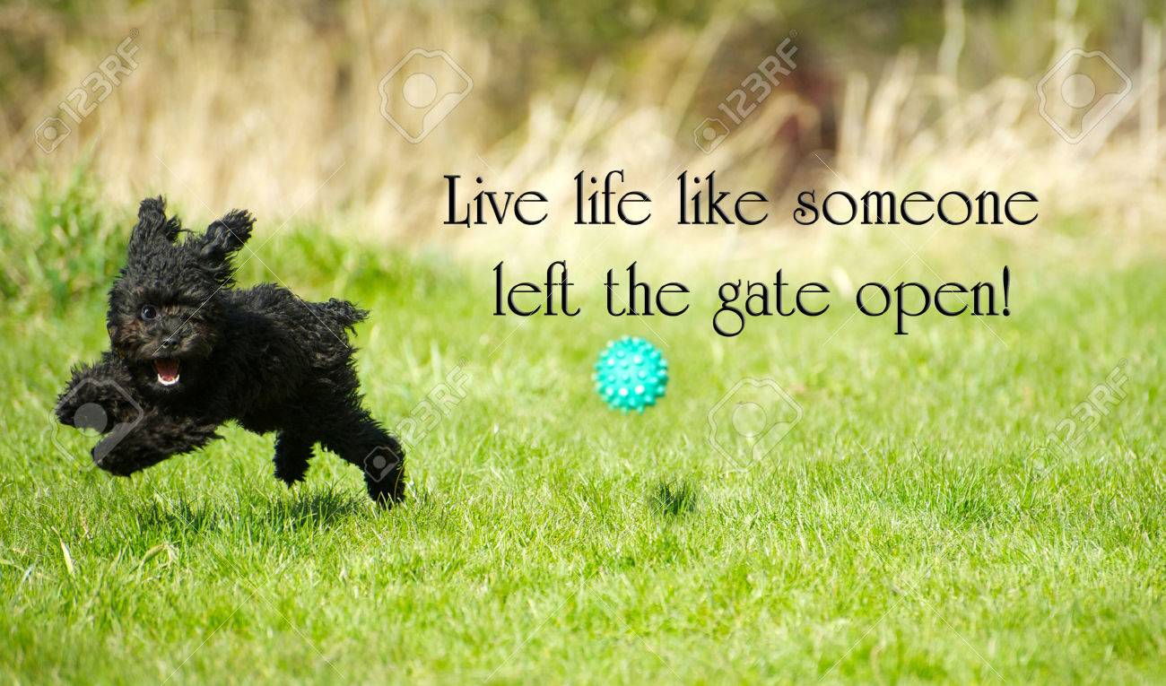 enjoying life to the fullest quotes inspirational words with an adorable toy poodle enjoying life