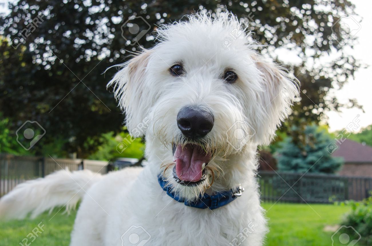 Labradoodle Stock Photos And Images 123rf
