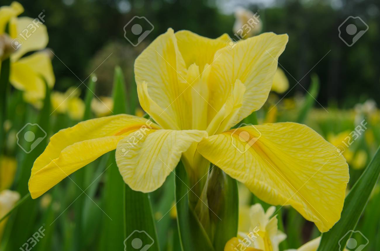 etiam-dictum-ipsum-a-felis