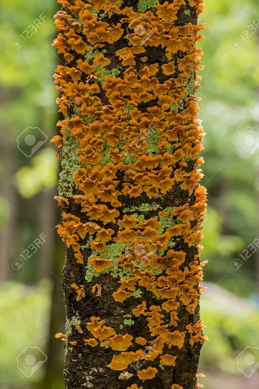 Flaky Orange Fungus Grows On Tree Trunk In Summer Forest Stock Photo Picture And Royalty Free Image Image 58972420