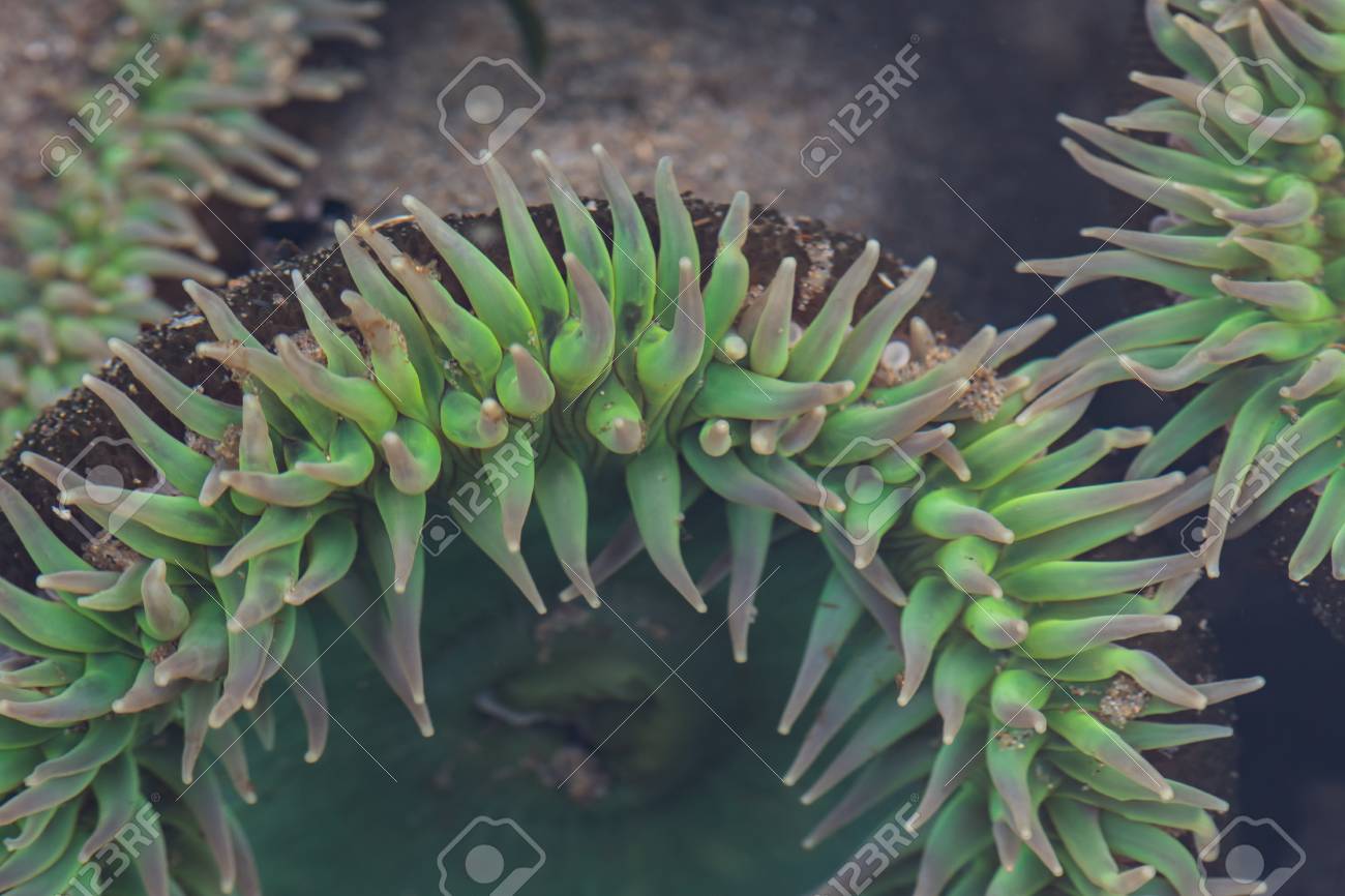 海の水の下でイソギンチャクの触手 の写真素材 画像素材 Image