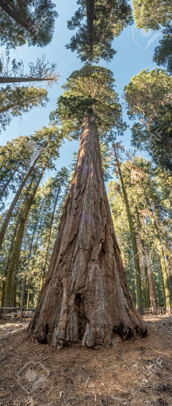 vertical panorama of giant sequoia in grove of trees stock photo vertical tree