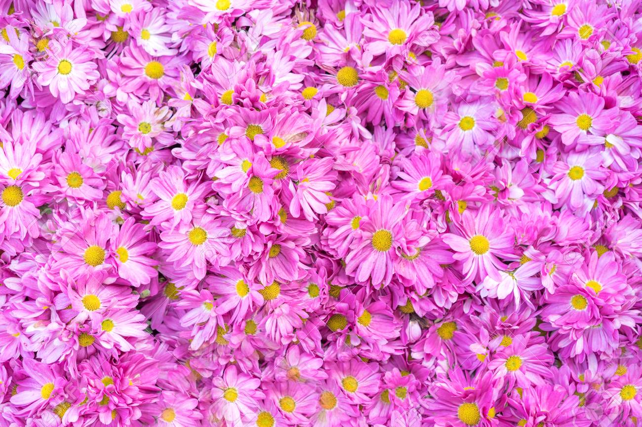 背景として菊の花クローズアップ 秋のピンク菊 菊の壁紙 花の背景 選択的な焦点 の写真素材 画像素材 Image