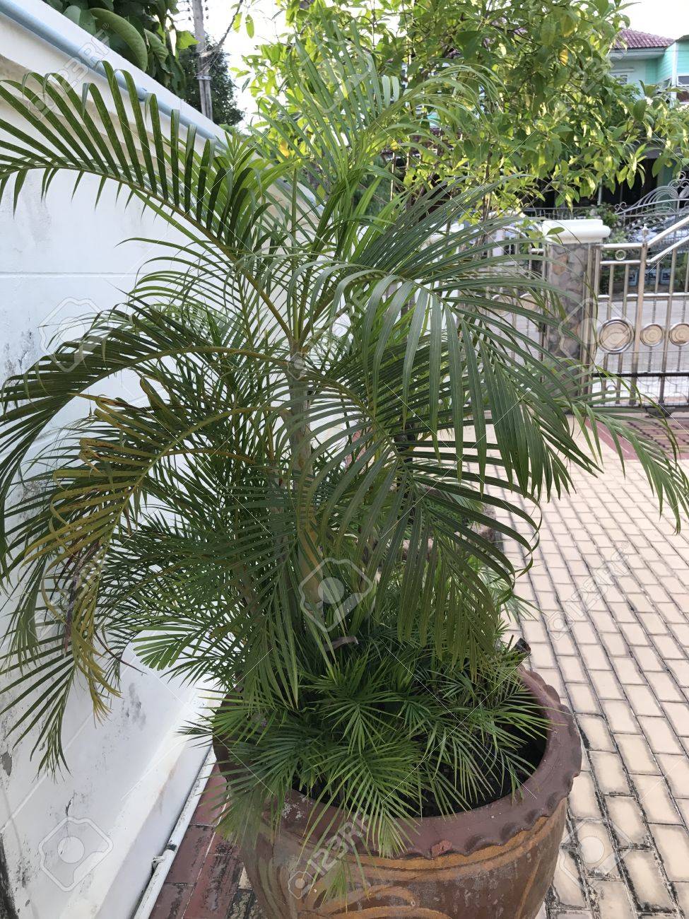 アレカヤシまたはビンロウジュの Palm または蝶パームや黄金の羽状葉ヤシを黄金の杖パーム の写真素材 画像素材 Image アレカヤシまたはビンロウジュの Palm または蝶パームや黄金の羽状葉ヤシを黄金の杖パーム の写真素材 画像素材 Image