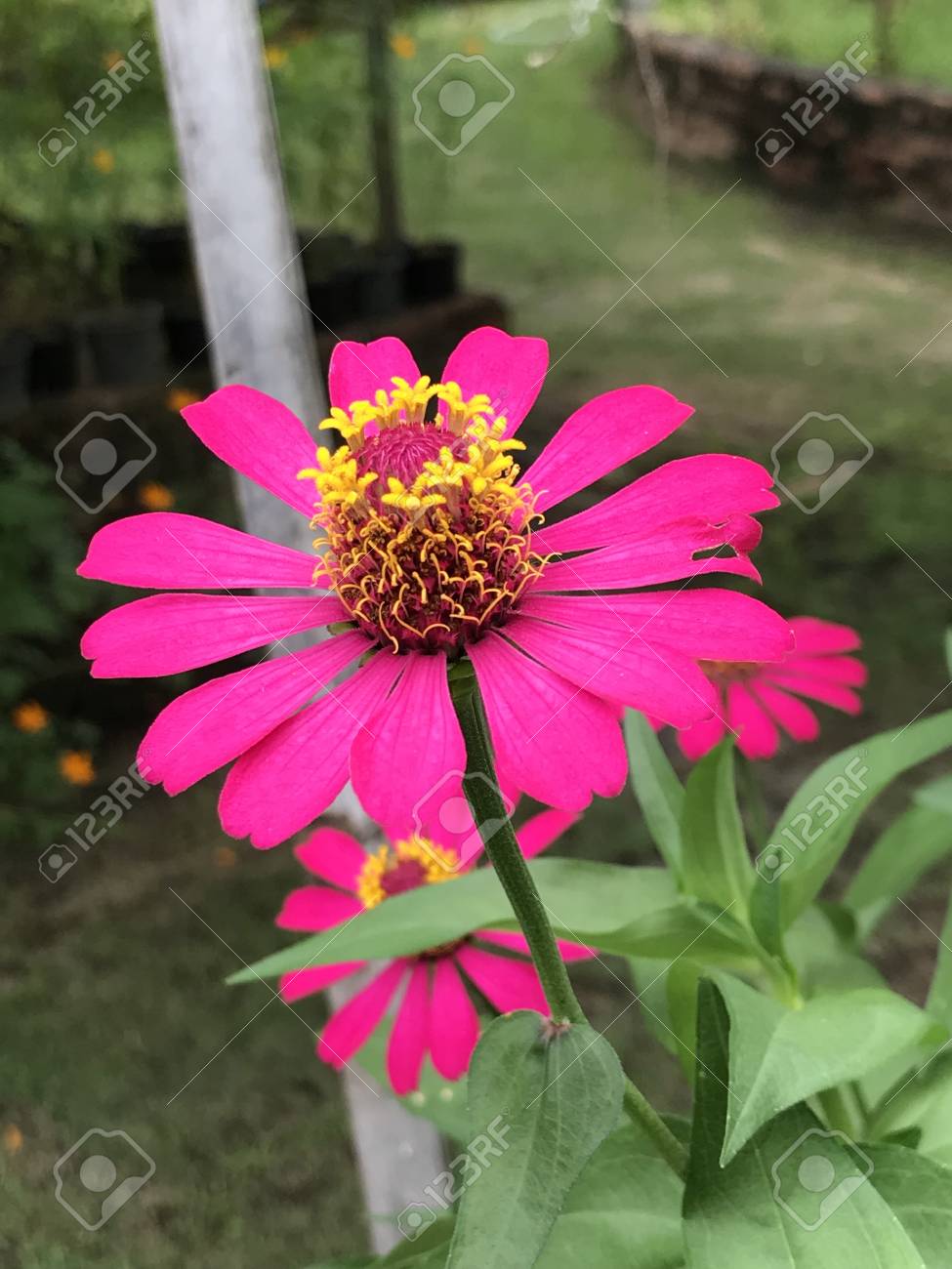 ジニアエレガンスや若者と年齢やコモンジニアやエレガントなジニアの花 の写真素材 画像素材 Image