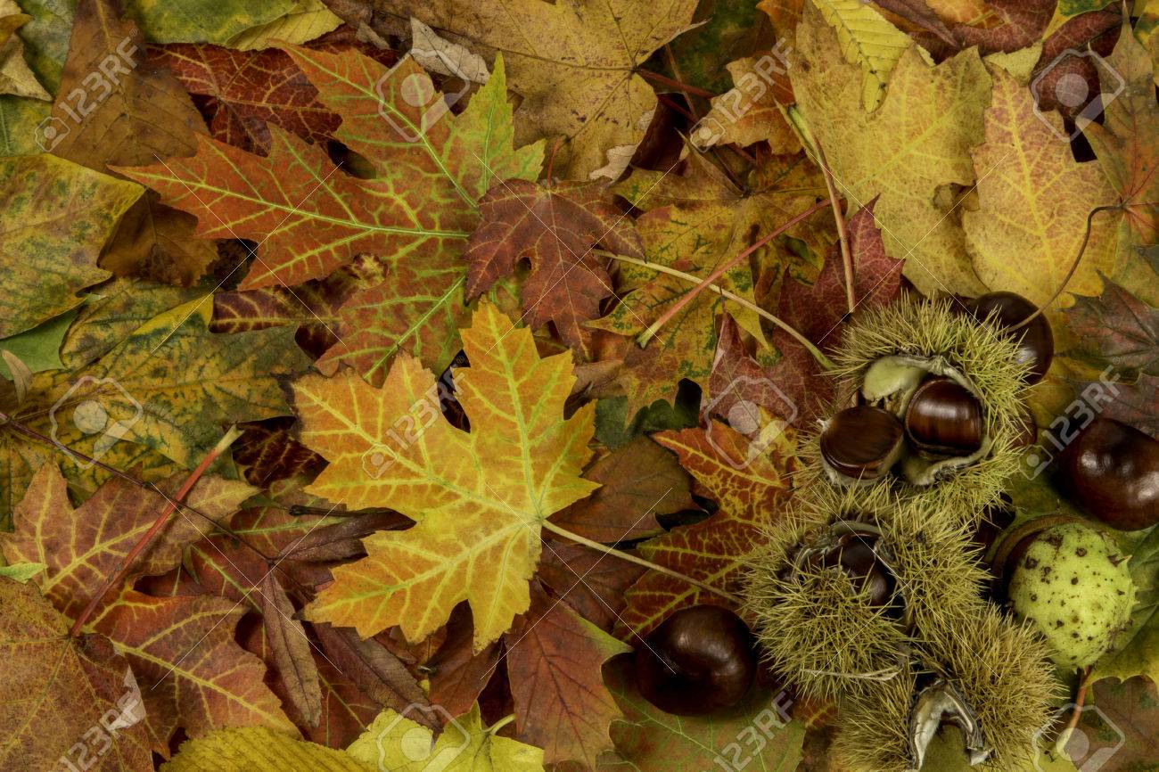 秋の落ち葉と栗のカラフルで明るい背景 の写真素材 画像素材 Image