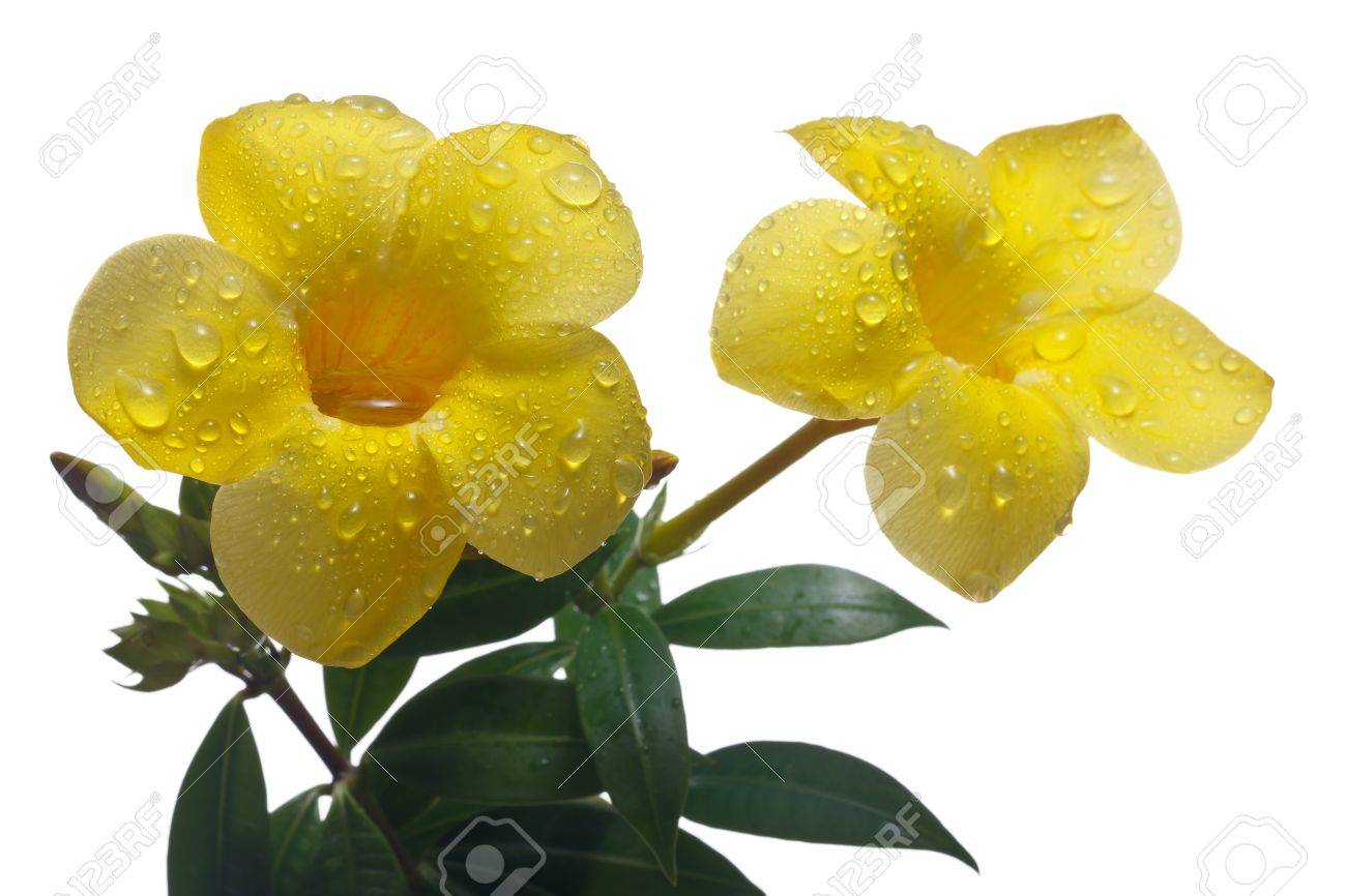 Golden Trumpet Vine Or Allamanda Cathartica Isolated On White Stock Photo Picture And Royalty Free Image Image 12874035