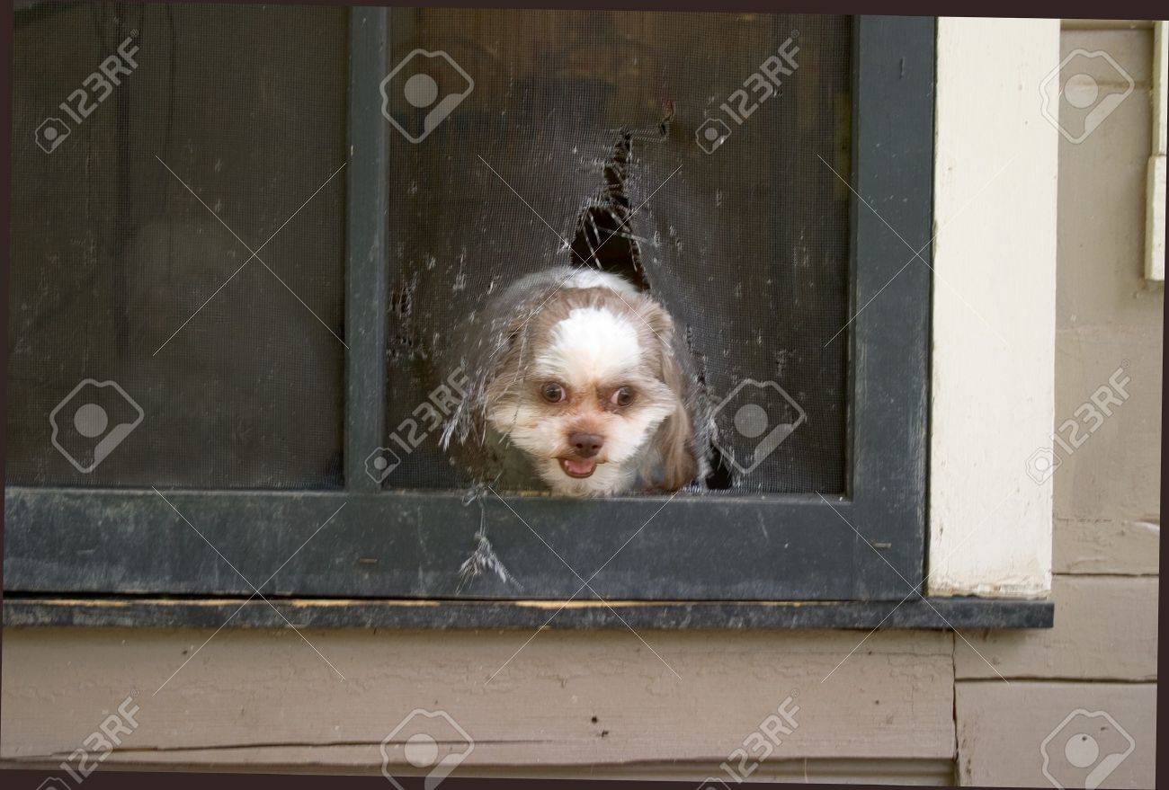 dog chews through door