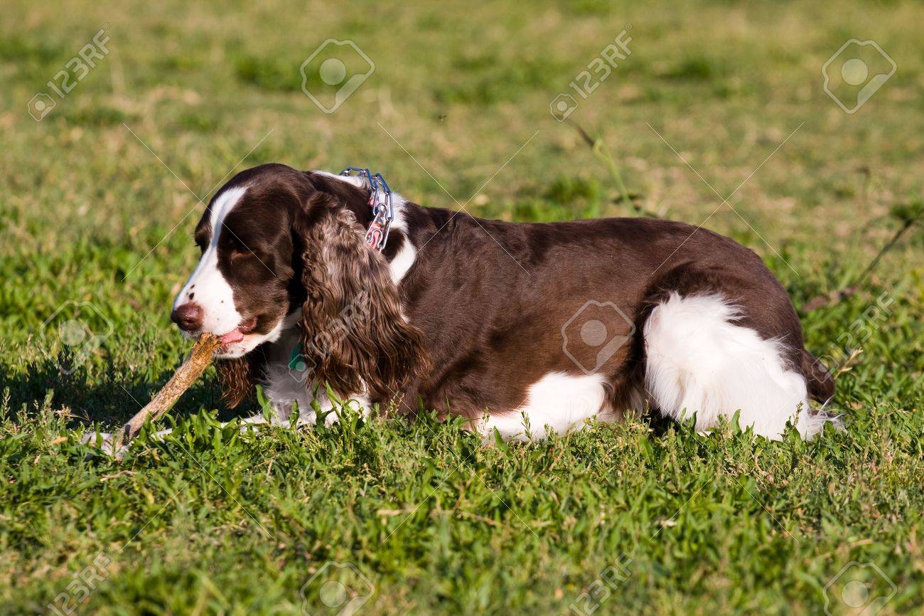 springer spaniel running
