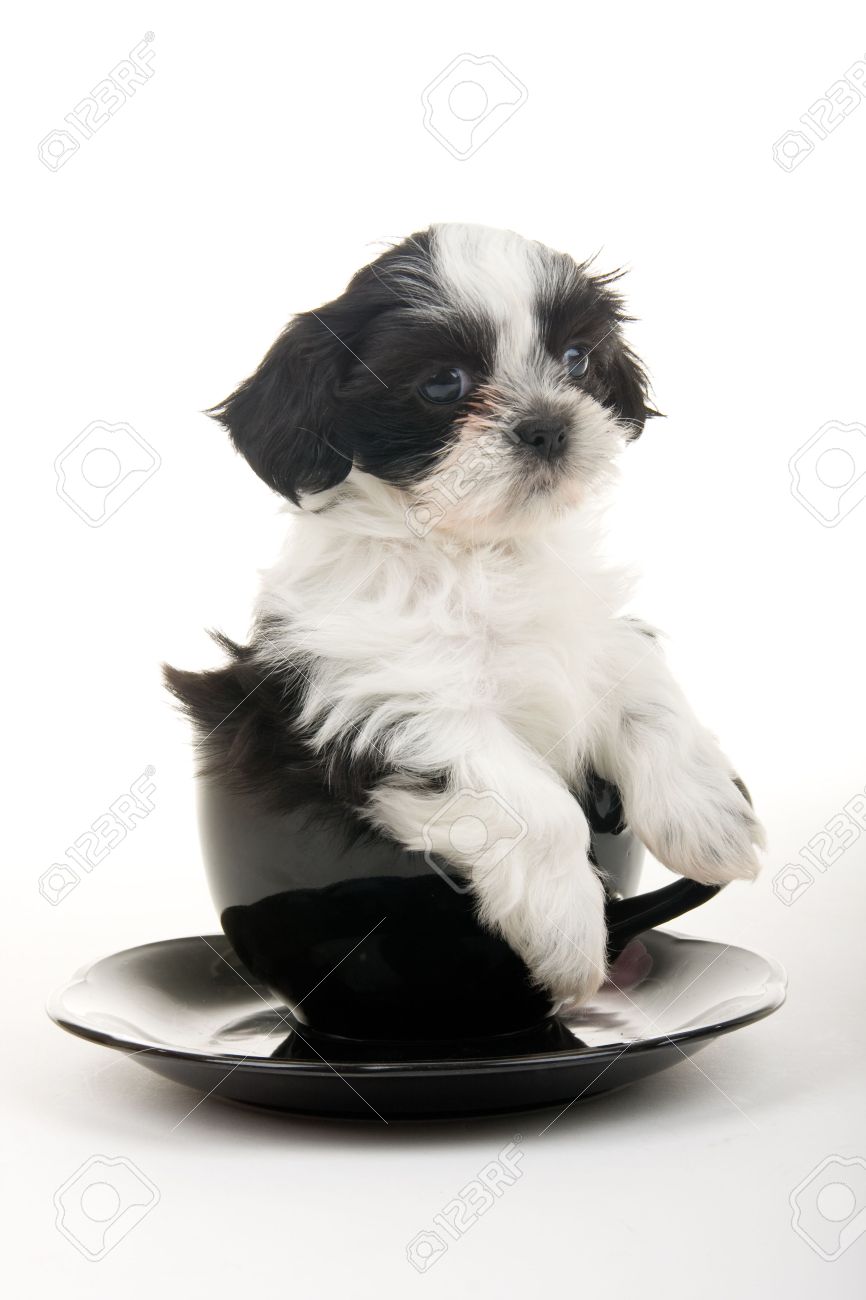 Cute Black And White Shih Tzu Puppy In A Teacup Well Actually