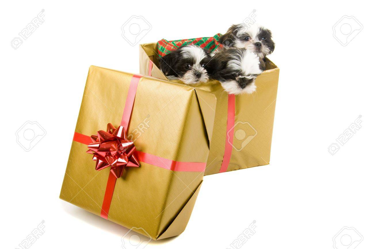 shih tzu presents