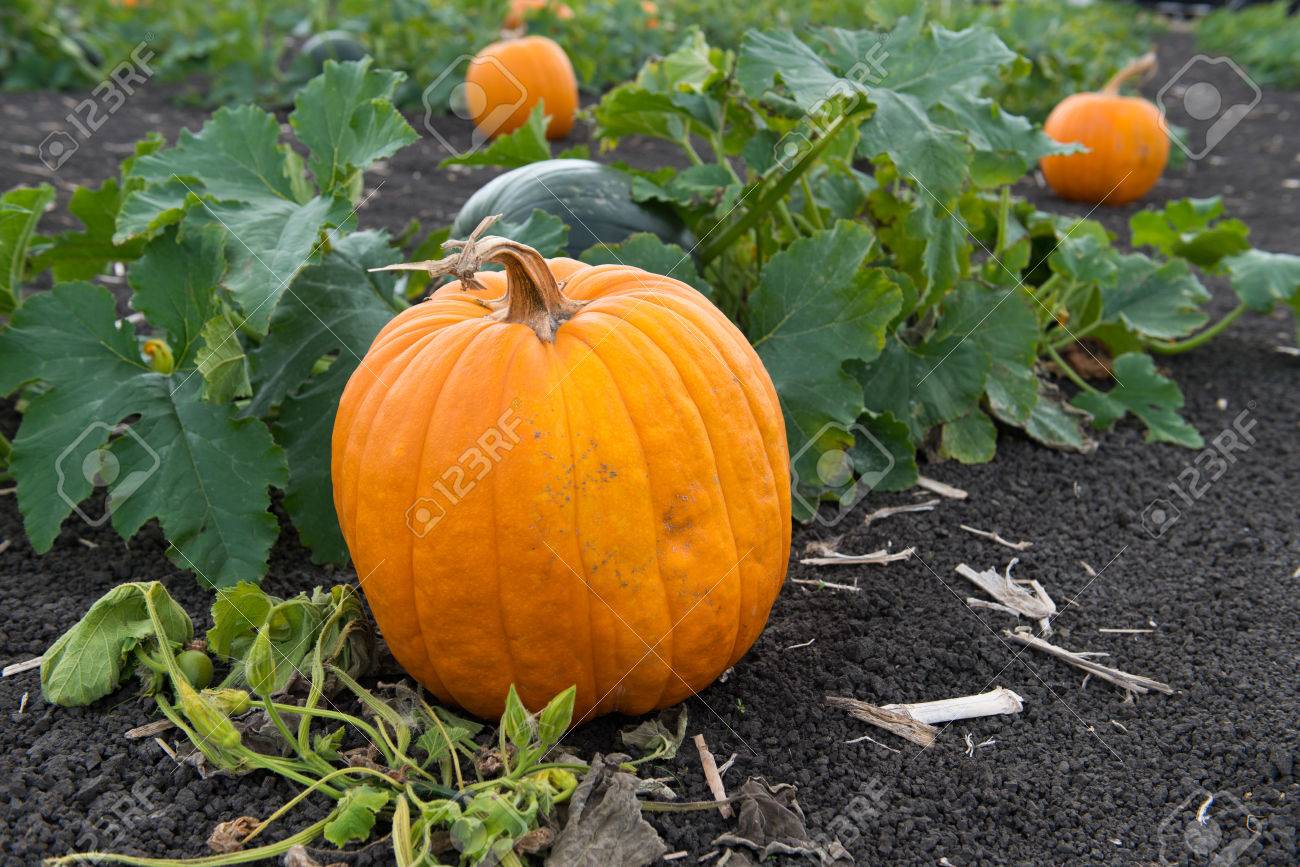 Pumpkins in pumpkin patch ready for harvest Stock Photo - 22819421