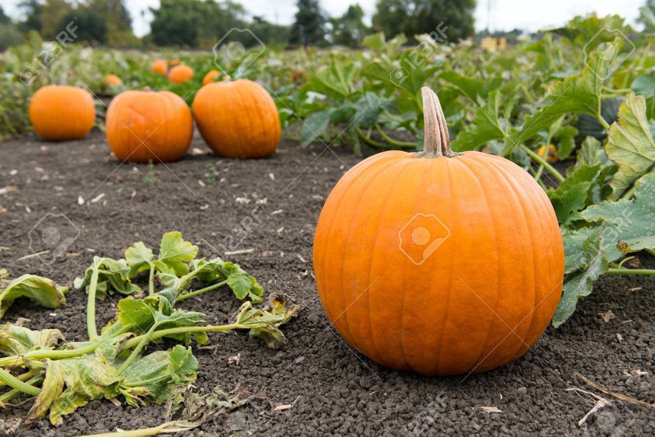 かぼちゃの収穫の準備ができてのカボチャ の写真素材 画像素材 Image