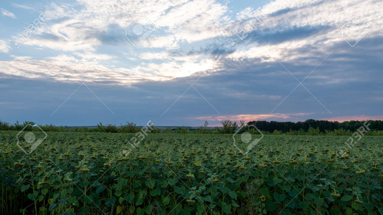 Field of sunflowers at sunset. The sunflower flowers lowered their heads to the ground. - 156206742 Field of sunflowers at sunset. The sunflower flowers lowered their heads to the ground. - 156206742