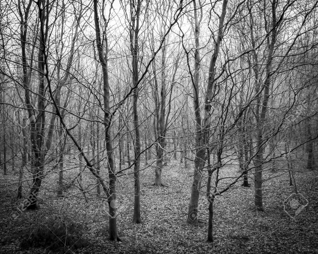 View Of A Sinister Forest Of Dead Trees In Winter Stock Photo, Picture and  Royalty Free Image. Image 120767819.