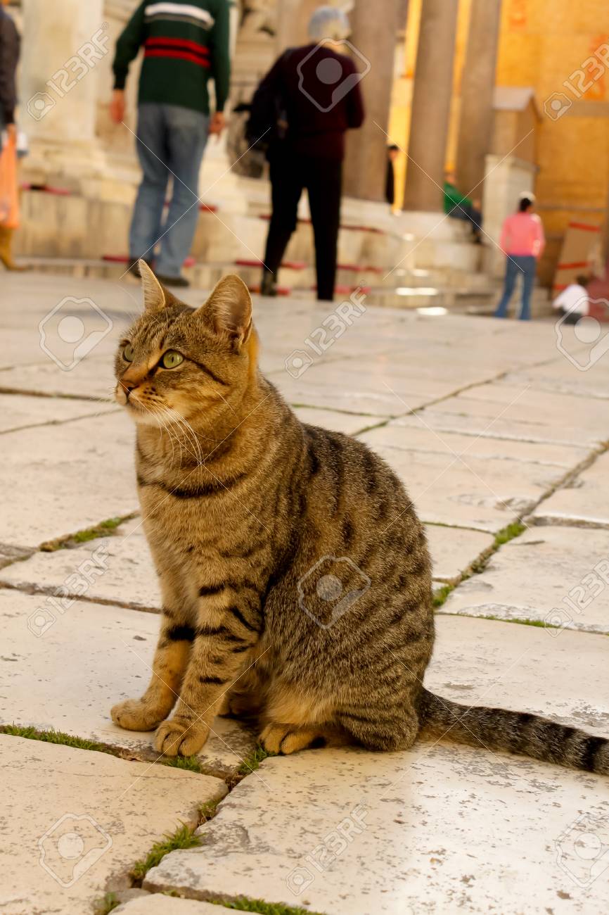 etiam-dictum-ipsum-a-felis