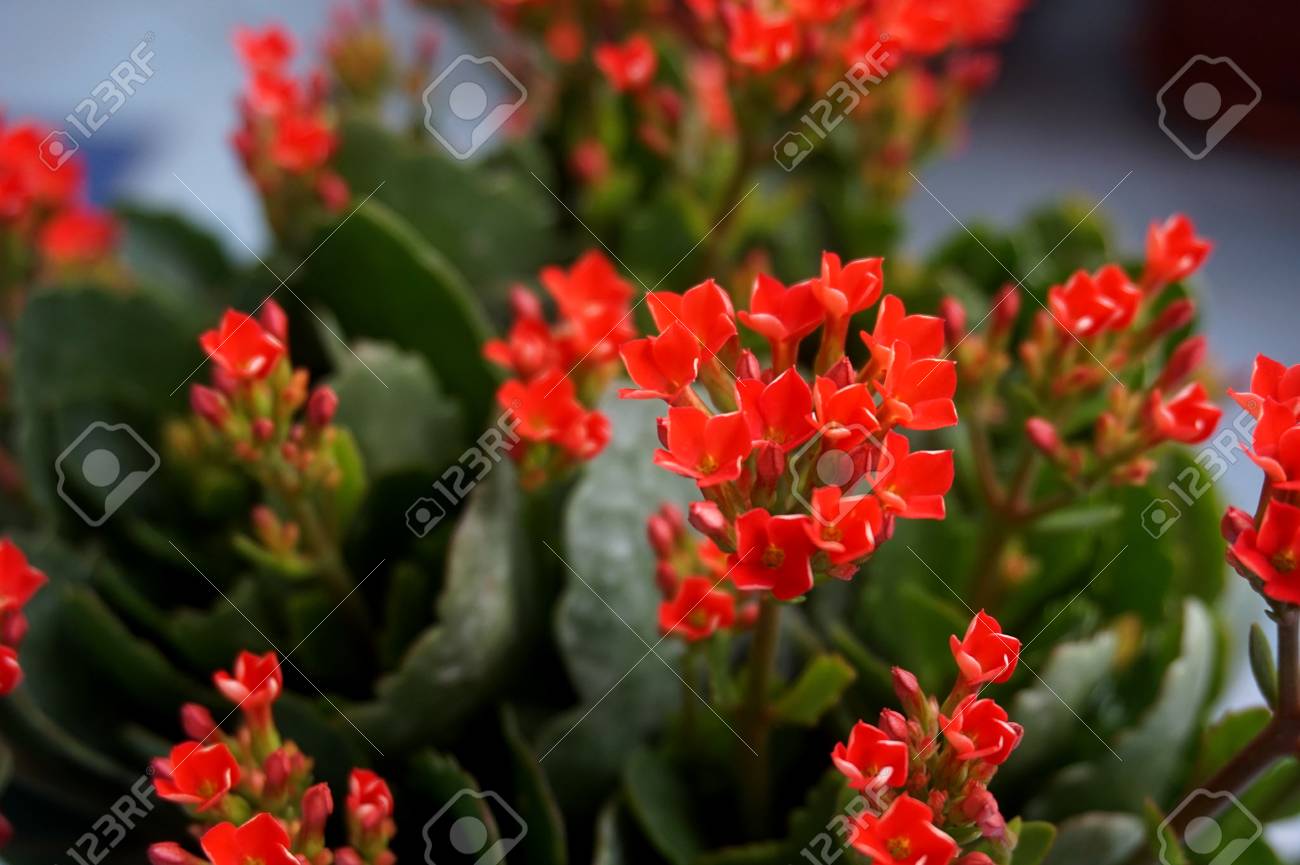 4 つの赤い花びら花カランコエの花熱帯多肉植物やとしてよりもっとよく知られている未亡人のスリル の写真素材 画像素材 Image 4 つの赤い花びら花カランコエの花熱帯多肉植物やとしてよりもっとよく知られている未亡人のスリル の写真素材 画像素材 Image