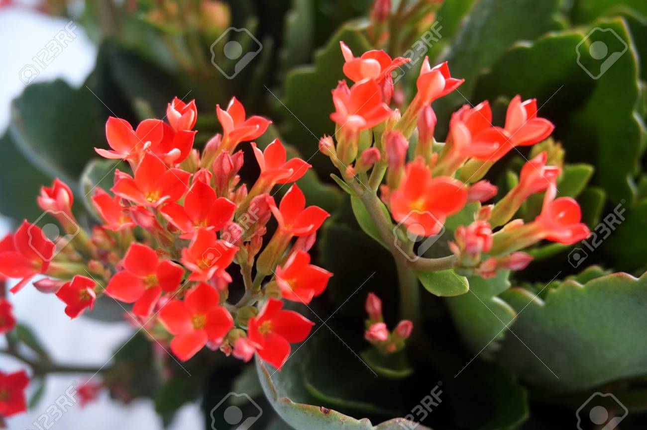 4 つの赤い花びら花カランコエの花熱帯多肉植物やとしてよりもっとよく知られている未亡人のスリル の写真素材 画像素材 Image 4 つの赤い花びら花カランコエの花熱帯多肉植物やとしてよりもっとよく知られている未亡人のスリル の写真素材 画像素材 Image