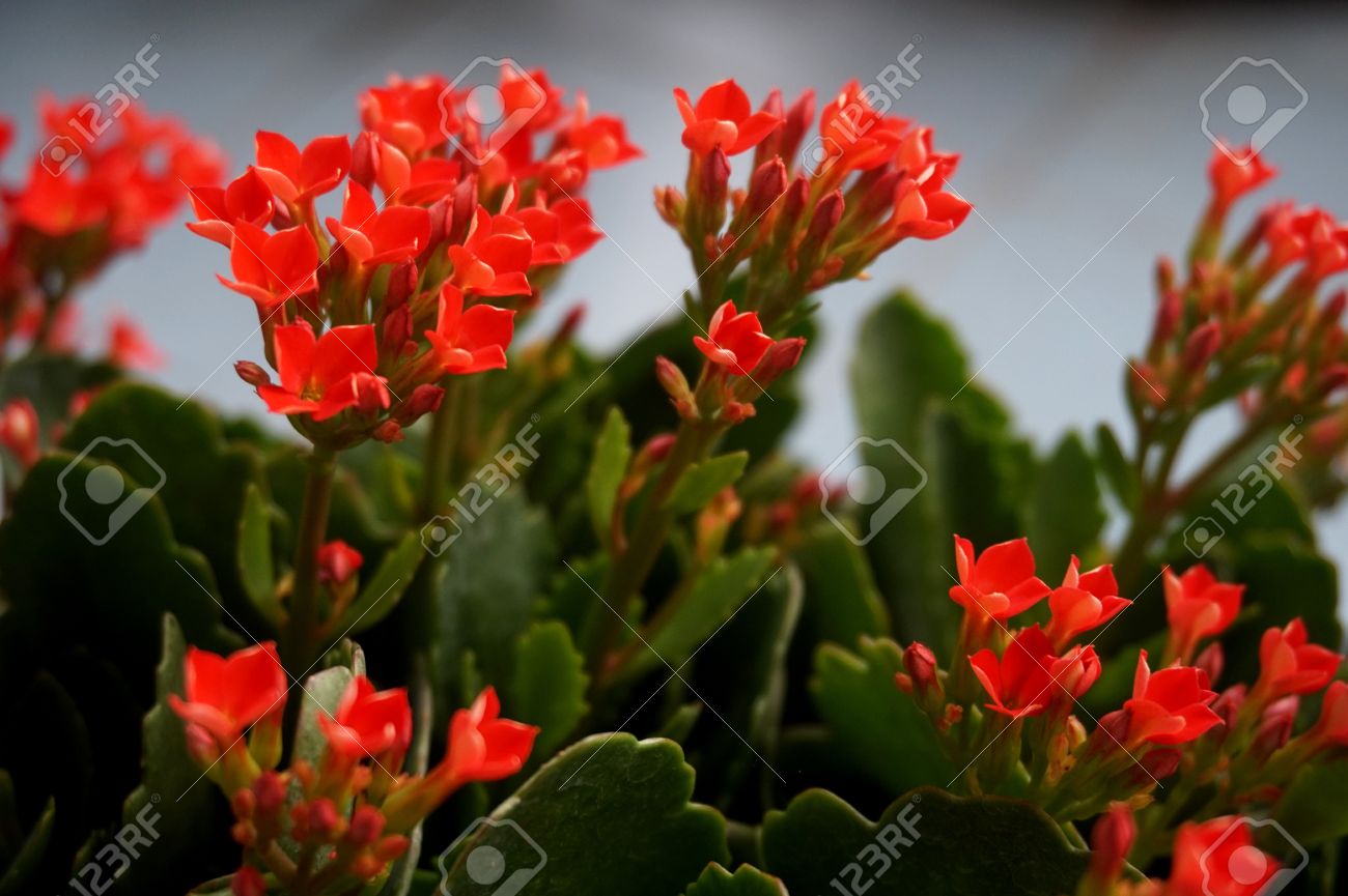 4 つの赤い花びら花カランコエの花熱帯多肉植物やとしてよりもっとよく知られている未亡人のスリル の写真素材 画像素材 Image 4 つの赤い花びら花カランコエの花熱帯多肉植物やとしてよりもっとよく知られている未亡人のスリル の写真素材 画像素材 Image