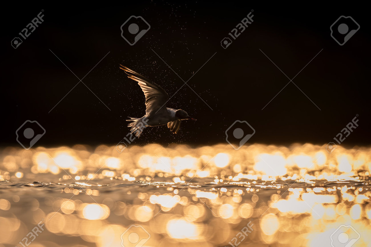 etiam-dictum-ipsum-a-felis