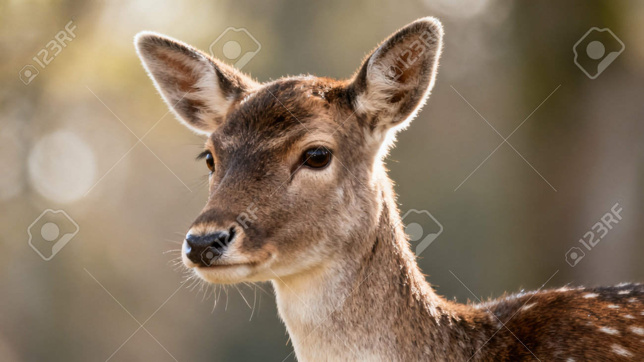 etiam-dictum-ipsum-a-felis